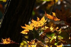 照る紅葉
