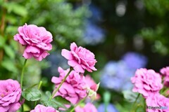 蒸し暑さの中で
