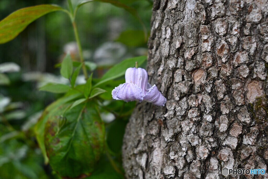 寄らば大樹の・・・