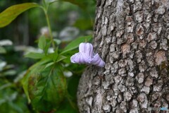 寄らば大樹の・・・ 寄らば大樹の・・・