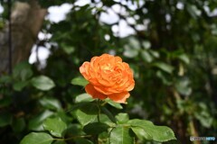 甘～い香り