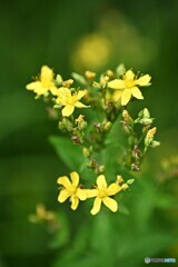 高原の彩り 高原の彩り