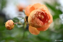 穏やかな秋の朝