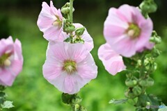 夏風に揺れて