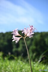 思い出集めて