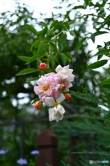 色替り