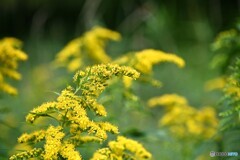 夏風に揺れて