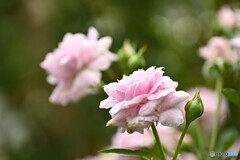 梅雨時の午後