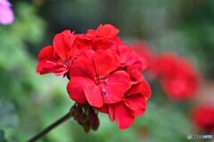夏真紅