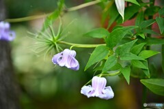 耐えた夏 耐えた夏