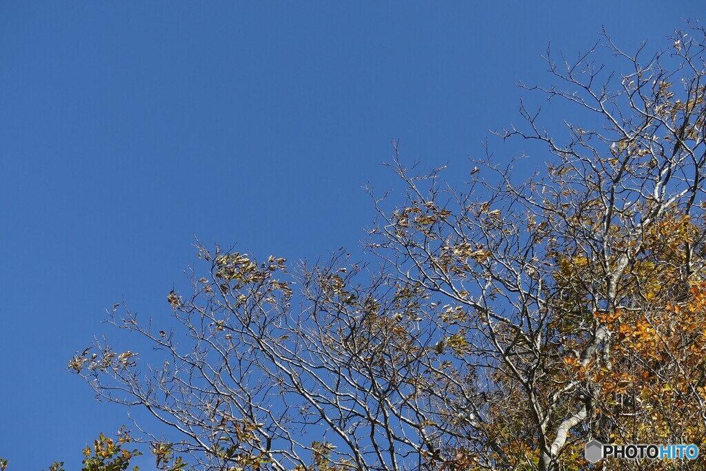 秋空