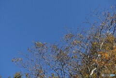 秋空