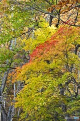 紅葉踊る