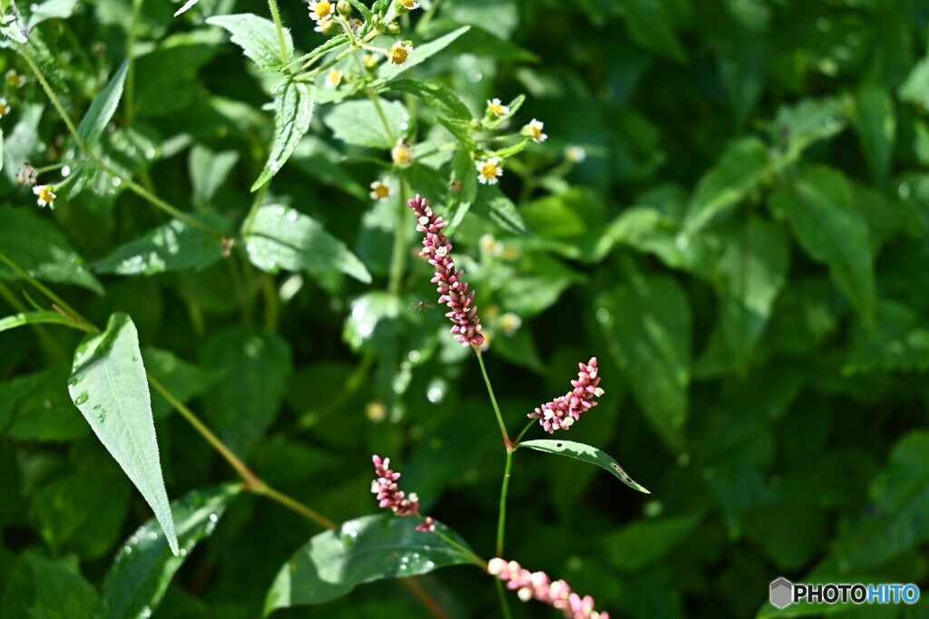 野草揺れて