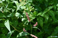 野草揺れて