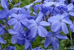 夏名残り