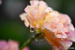 化粧落として