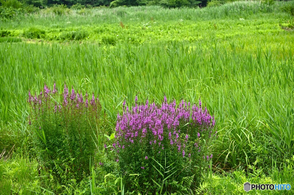山里の畔