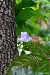 木陰のベル 木陰のベル