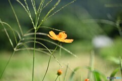 そっとおめかし