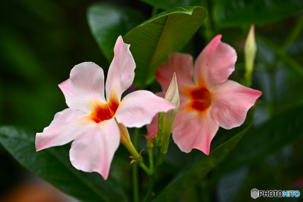 穏やか夏花