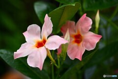 穏やか夏花