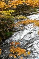 紅葉流して