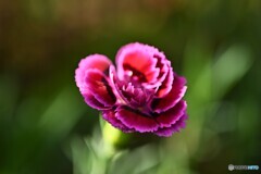 寒さの前に 寒さの前に