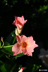 朝陽に想う