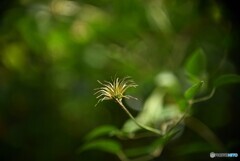 別れ