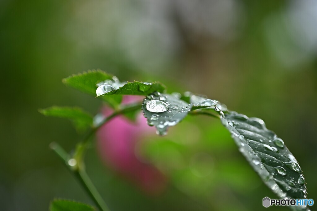 秋雨