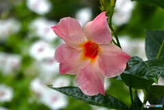 夏を偲んで