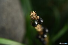 黒光り