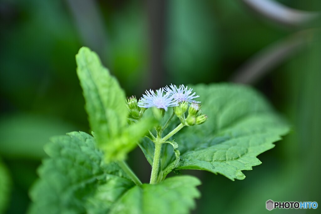 衰え逝く・・・・・