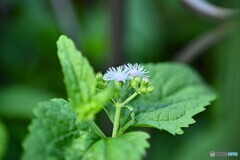 衰え逝く・・・・・