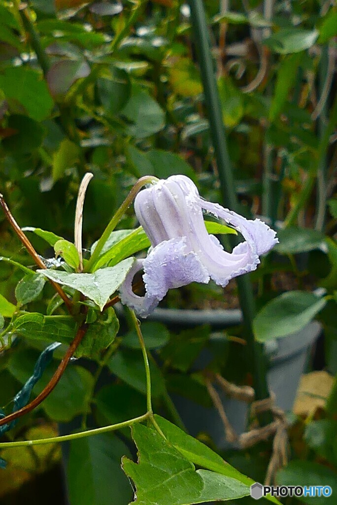 最後の一つまで