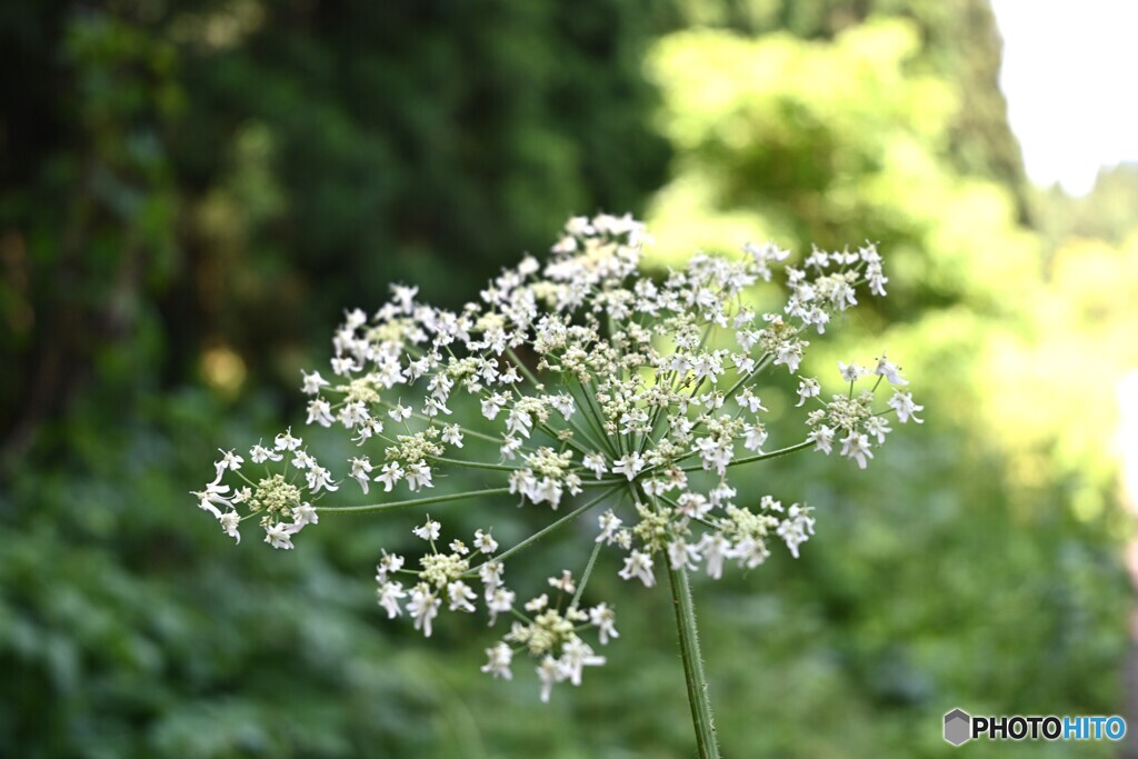 林道花火