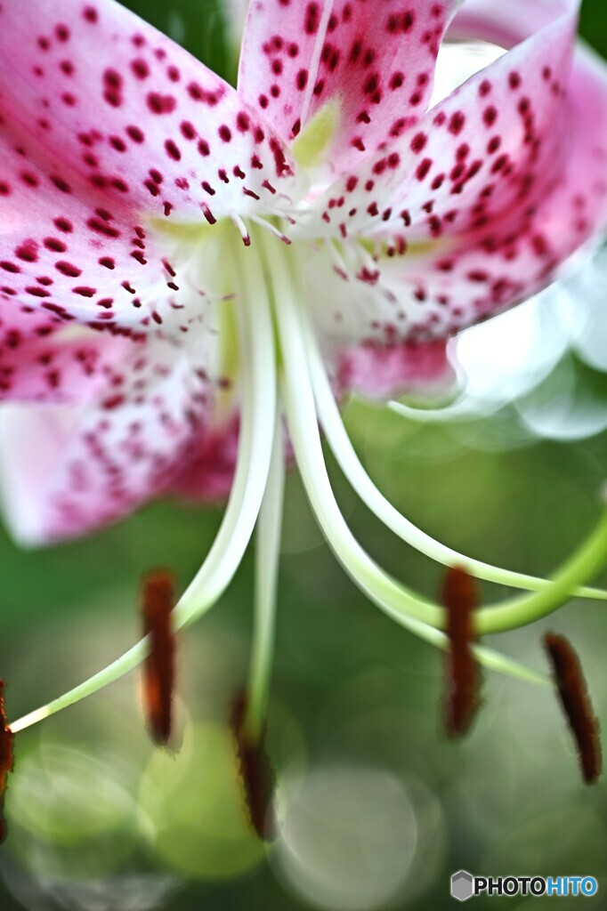 夏庭の華