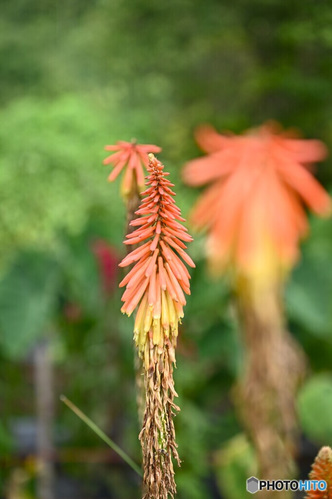 夏のおわり