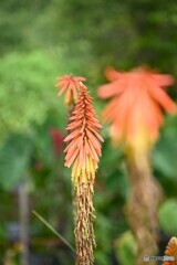 夏のおわり