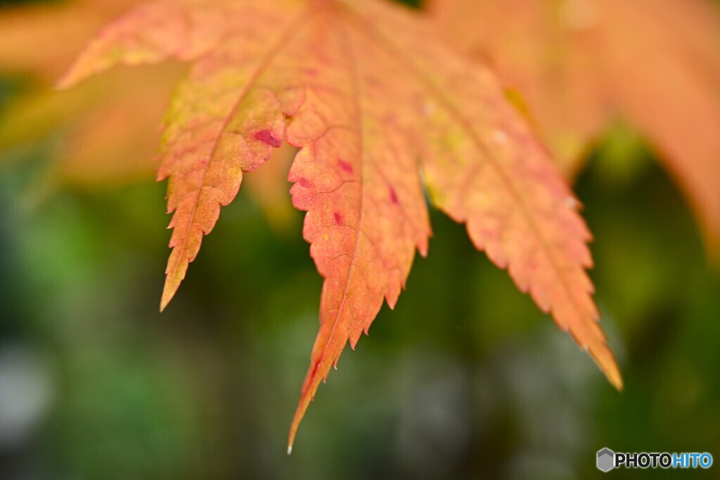 紅葉の手