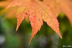 紅葉の手