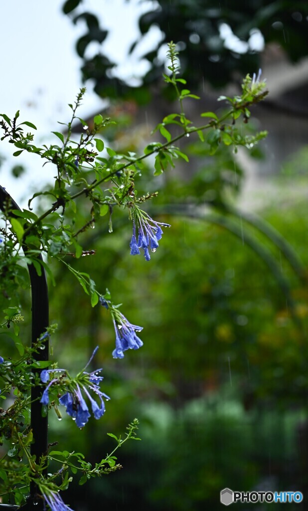豪雨の後で