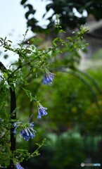 豪雨の後で