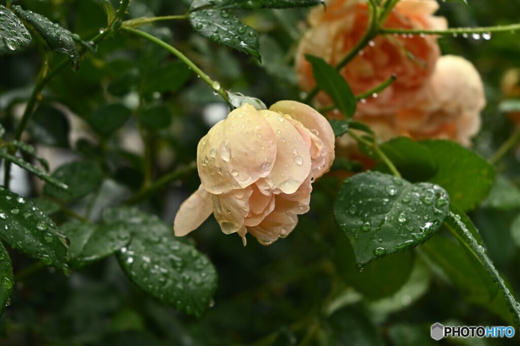 今日も雨
