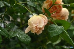 今日も雨