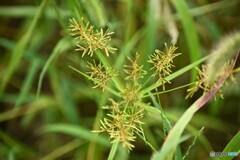 山里の線香花火