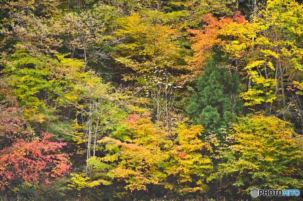 照山紅葉