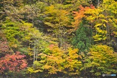 照山紅葉