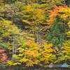 照山紅葉